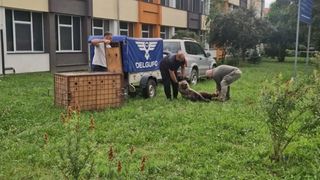 Mesaj RO-Alert &icirc;n Sibiu. Un urs a pătruns &icirc;n curtea unui liceu, iar autoritățile s-au chinuit ore &icirc;ntregi să &icirc;l prindă