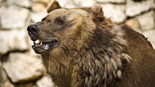 Un bărbat de 45 de ani a fost victima unui urs, &icirc;n Mureș. Acesta era cu animalele la pășunat