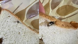 Incredibil ce a descoperit o familie din Botoșani &icirc;n p&acirc;inea cumpărată de la magazin. A depus imediat pl&acirc;ngere la Protecția Consumatorului