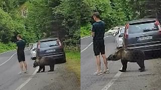 VIDEO Momentul &icirc;n care un bărbat este la un pas să fie mușcat de urs, pe Transfăgărășan. A stat cu ochii &icirc;n telefon fără să observe pericolul