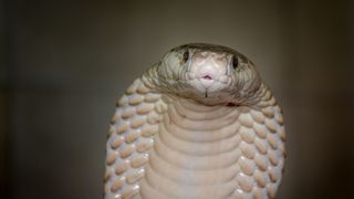 Un bărbat aflat &icirc;n vacanță &icirc;n Egipt și-a pierdut viața după ce a fost mușcat de un șarpe. Tragedia a avut loc &icirc;n timpul unui spectacol cu &bdquo;&icirc;mbl&acirc;nzitori&rdquo; de șerpi