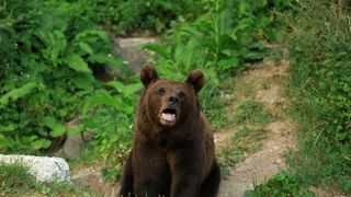 O femeie din Covasna a fost atacată de urs &icirc;n timp ce &icirc;și ducea copilul la școală