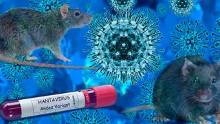 T&acirc;nărul din Arad suspect de hantavirus a fost confirmat pozitiv. Opt contacți ai pacientului, izolați pentru 21 de zile