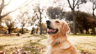 Autoritățile din România cer introducerea unei taxe zilnice pentru proprietarii de câini