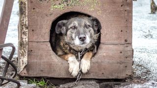 Protest de amploare azi &icirc;n București. Peste 70 de ONG-uri ies &icirc;n stradă pentru drepturile animalelor. La ce oră &icirc;ncepe marșul