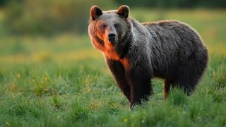 Un bărbat de 68 de ani a fost găsit sf&acirc;șiat de urs, &icirc;n județul Covasna. Rom&acirc;nia cere Comisiei Europene schimbarea regimului de protecție a ursului brun