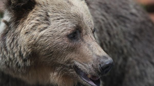 Incident cumplit &icirc;n județul Brașov: un bărbat de 55 de ani și-a pierdut viața după ce a fost mușcat de un urs. Soția lui a scăpat la limita