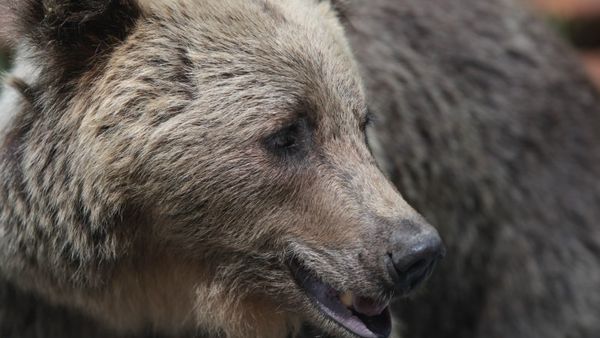 Incident cumplit &icirc;n județul Brașov: un bărbat de 55 de ani și-a pierdut viața după ce a fost mușcat de un urs. Soția lui a scăpat la limita