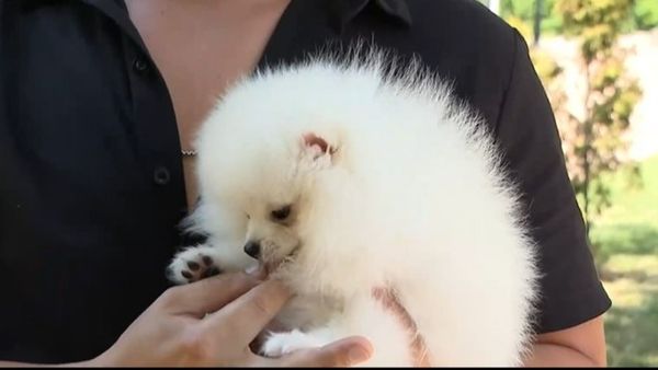 VIDEO Canicula afectează și animalele de companie: Cum să le protejăm de efectele căldurii excesive