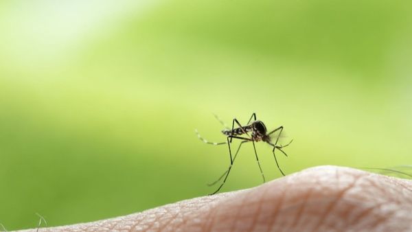 VIDEO Alertă &icirc;n Grecia: Virusul West Nile se răsp&acirc;ndește rapid &icirc;n Europa