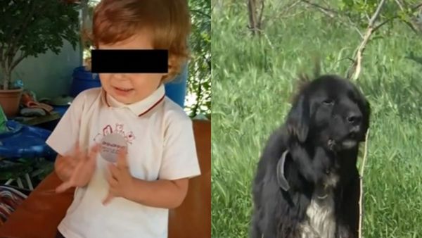 VIDEO El este băiețelul de 4 ani ucis de un c&acirc;ine &icirc;n județul Buzău! Anchetă pentru neglijență și ucidere din culpă. Mama lui Teo și proprietarul c&acirc;inelui ciobănesc sunt vizați de poliție
